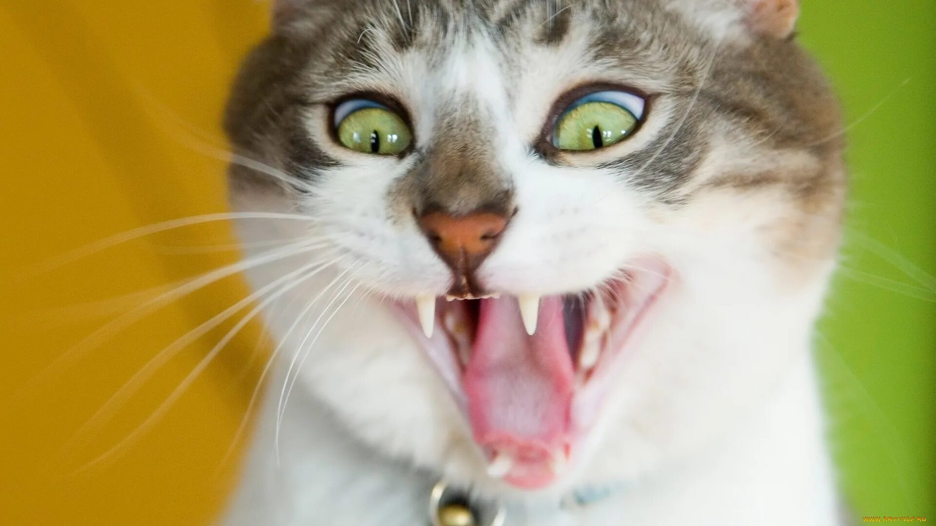 Какого нибудь кота