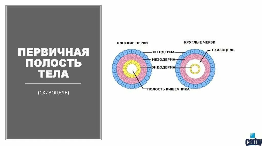 Плоские черви первичная полость тела. Первичная полость тела (схизоцель). Первичная полость тела у круглых червей. Первичная полость тела вторичная полость тела смешанная полость тела. Первичная полость у круглых червей.