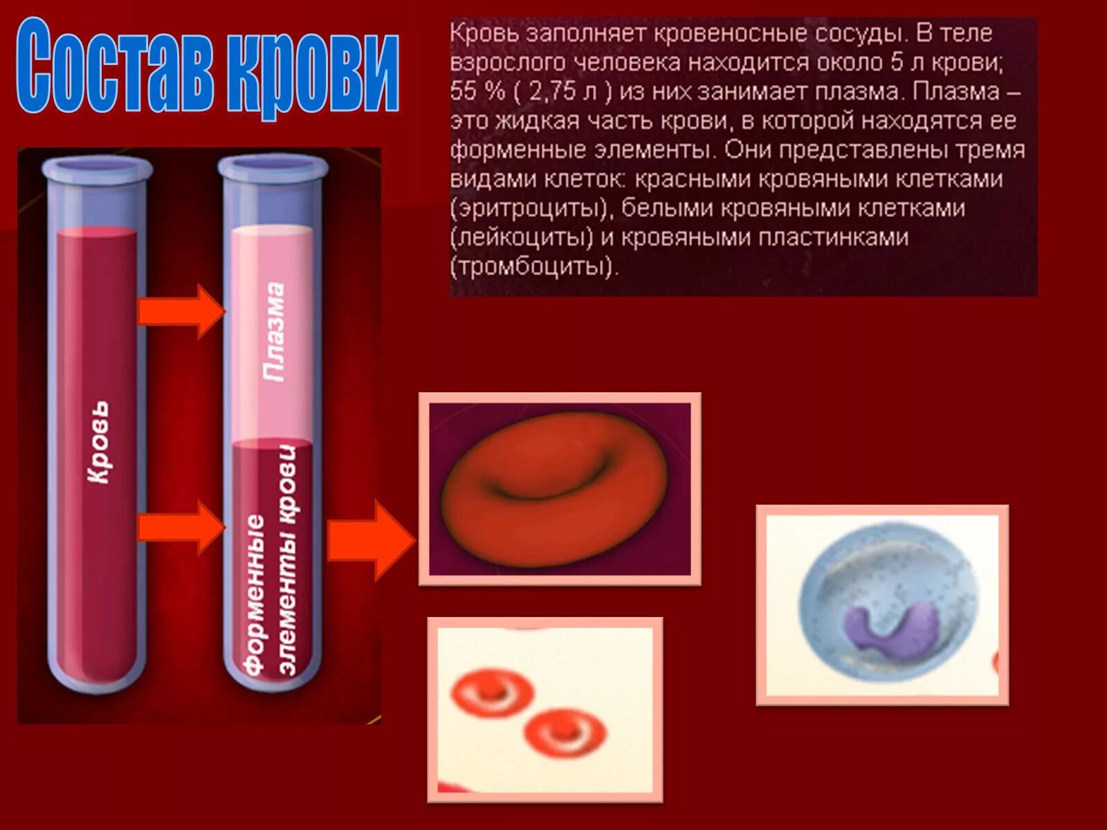 Кровь биология 11 класс. Презентация на тему кровь. Состав крови. Сообщение о крови.