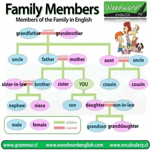 Members 0. Родственники на английском языке. Тема семья на английском. A member of the Family. Семья на английском задания.