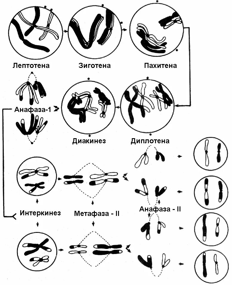 Лептотена. Мейоз 1 лептотена зиготена пахитена. Лептотена зиготена пахитена диплотена диакинез таблица. Профаза 1 мейоза лептотена зиготена пахитена. Стадии мейоза лептотена зиготена.