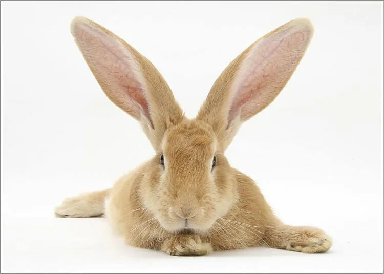 Rabbit eared