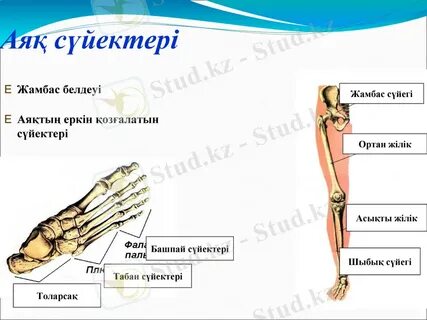 Жалаңаш әйелдердің қарындашпен салған суреттері