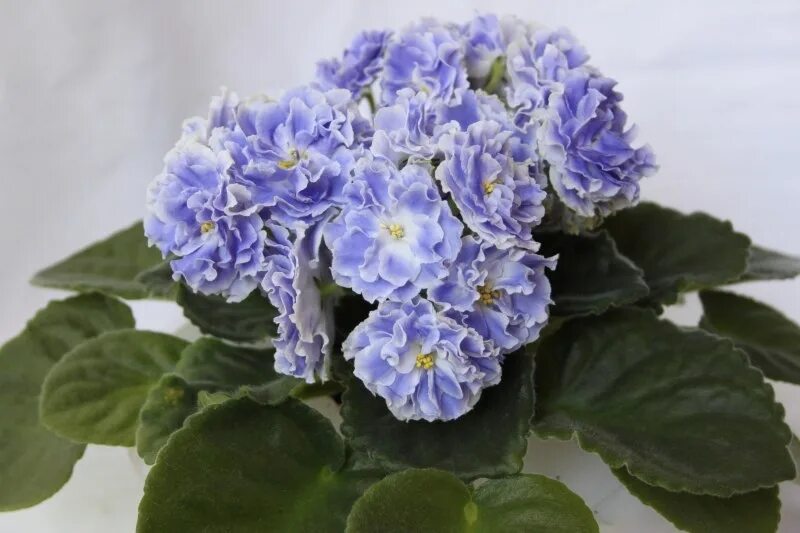 Сорт фиалки герцогиня. Сорт фиалки рс. Фиалка сорт ариэль. Сорт фиалки рс. Сорт фиалки рс.