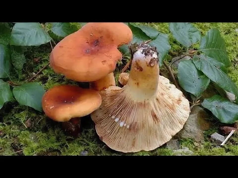 Гриб подмолочник (молочай, груздь красно-коричневый, lactarius volemus): как выг
