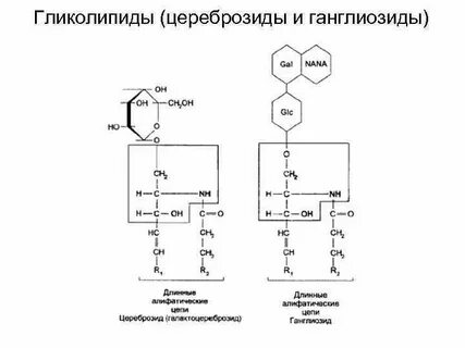 Цереброзид