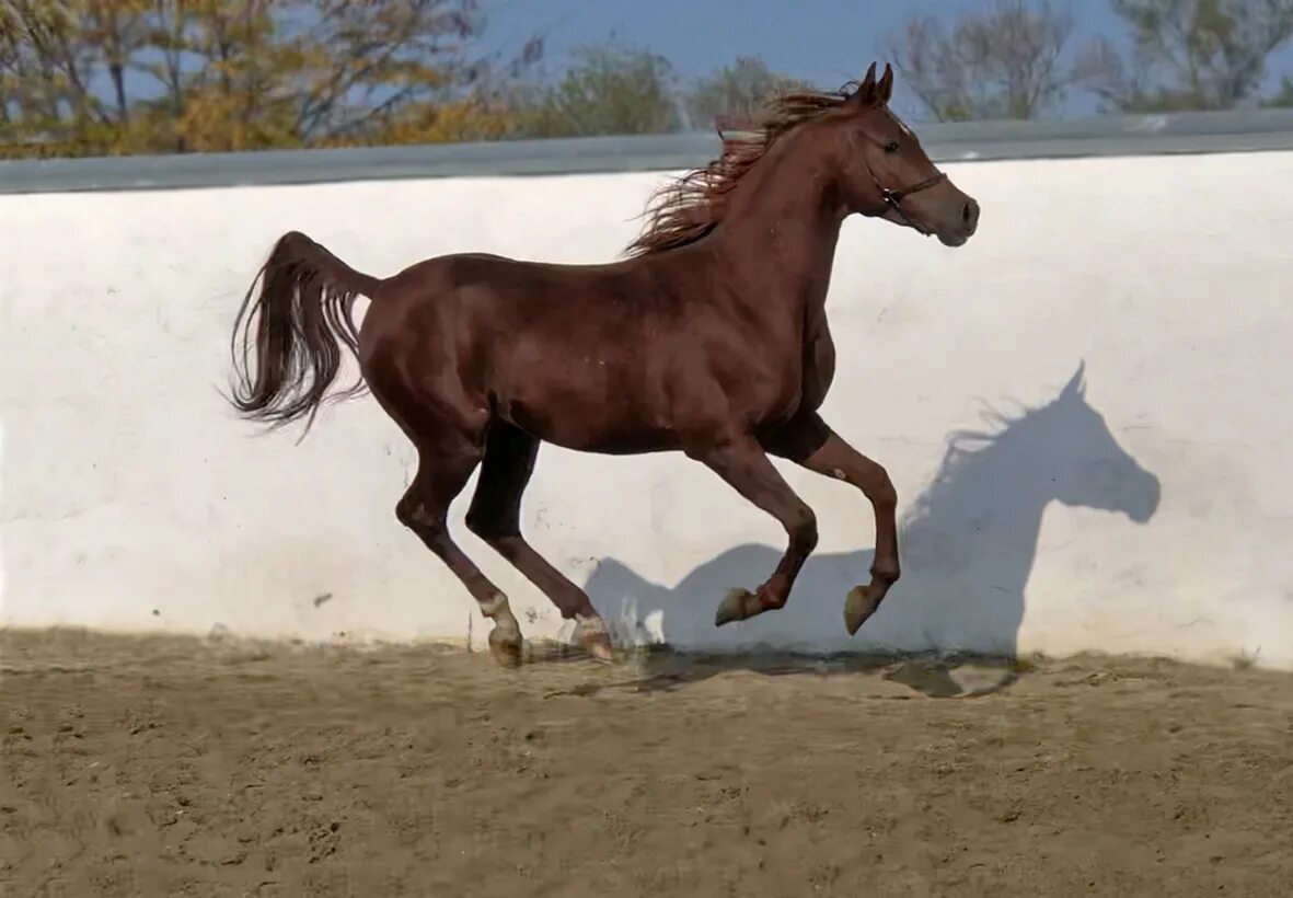 блондинка на лошади фото. раз два лошадь. порода лошади карачаевец. дончак гонен эквифорум 2011 год. грустная лошадь фото.