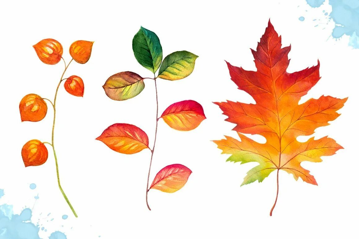 Осенний лист рисунок. Осенние листья акварель. Осенние листочки. Рисунки осенних листьев. Нарисовать листья.