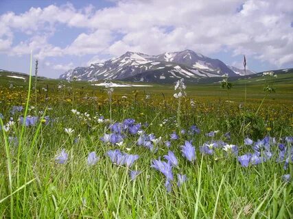 Альпийские луга где