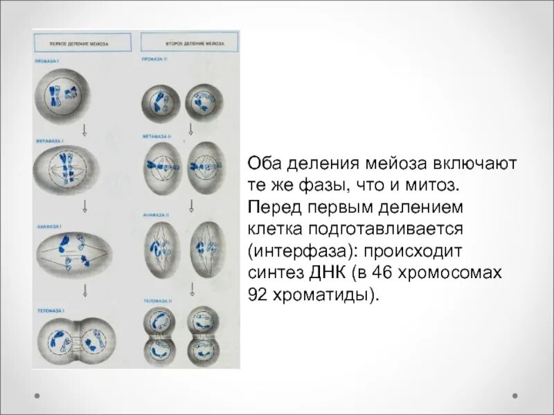 Мейоз 1 деление 2 деление таблица Число днк после первого деления мейоза