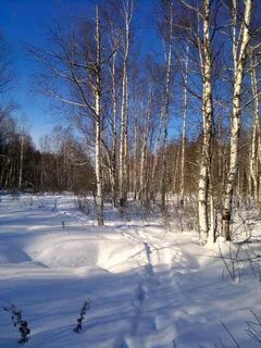 Хорош зимой русский лес