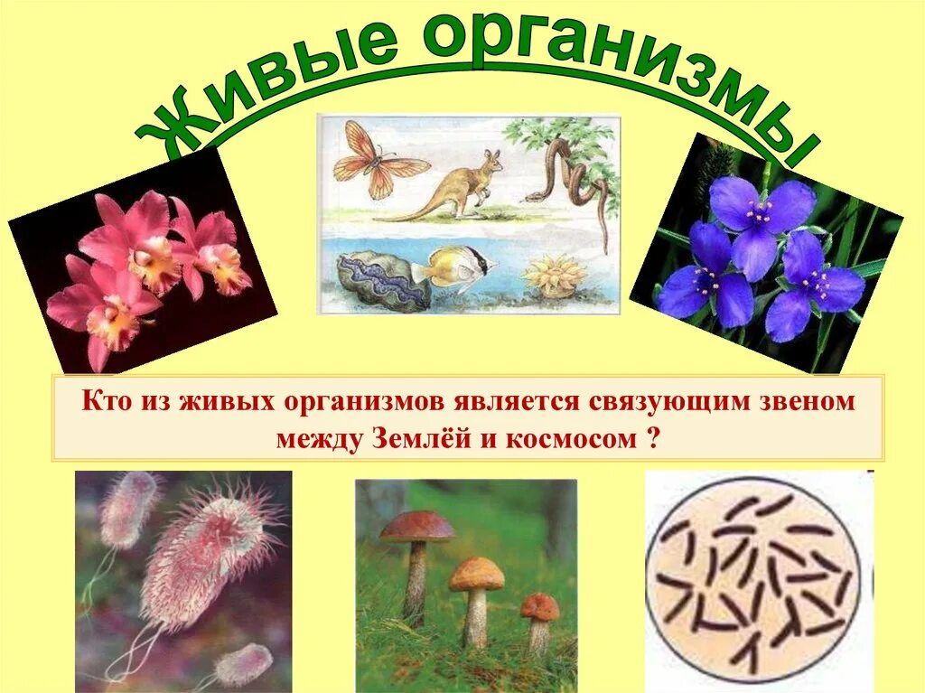 Что входит в живой организм. Живые организмы. Живые организмы презентация. Живые организмы биология. Презентация на тему живые организмы.