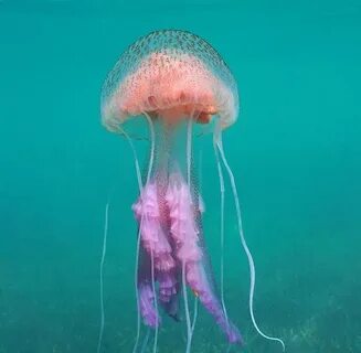 В средиземном море есть медузы