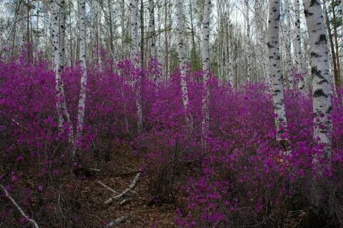 Чит багульник