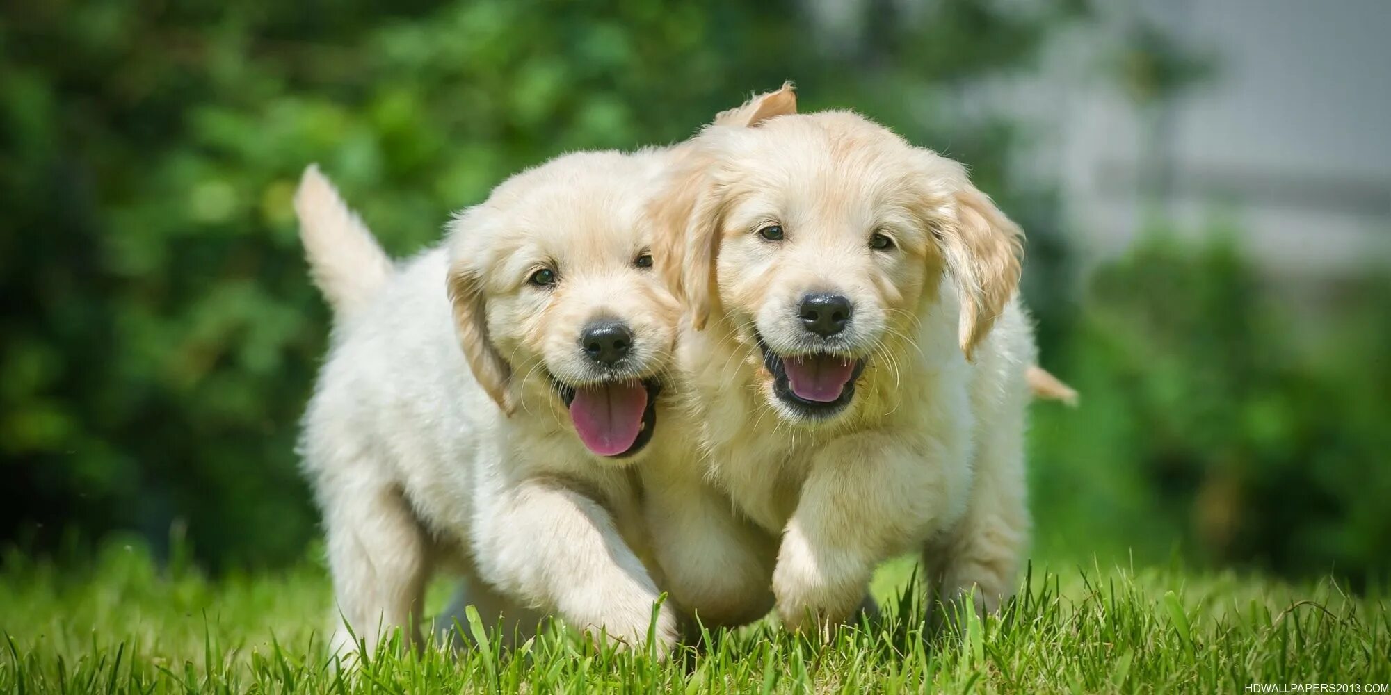 We two dogs. Золотистый ретривер. Счастливая собака. Счастливый щенок. Радостный щенок.