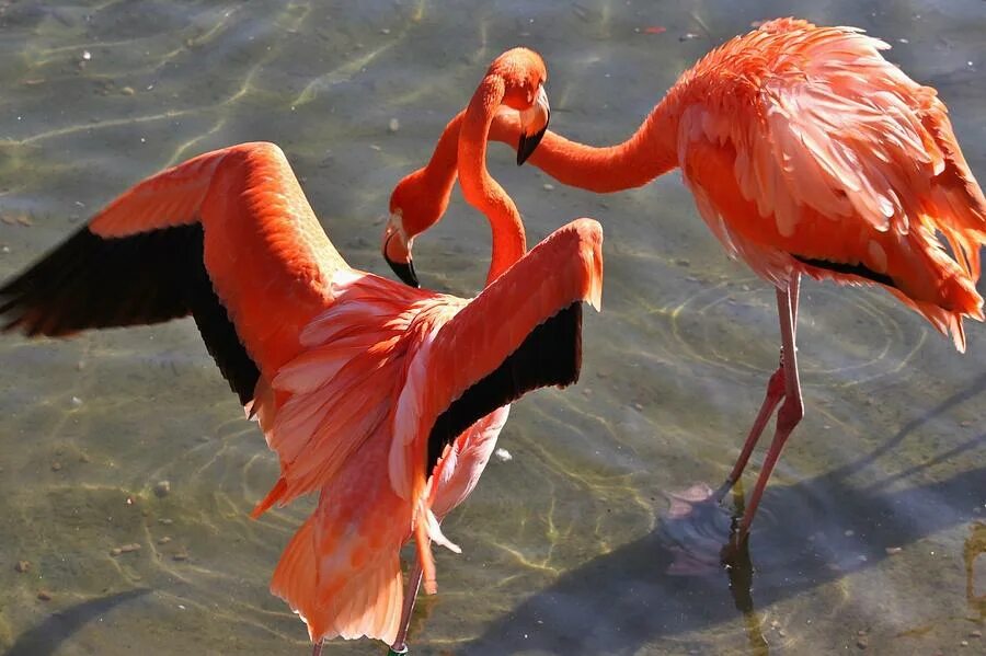 Розовый фламинго абхазия
