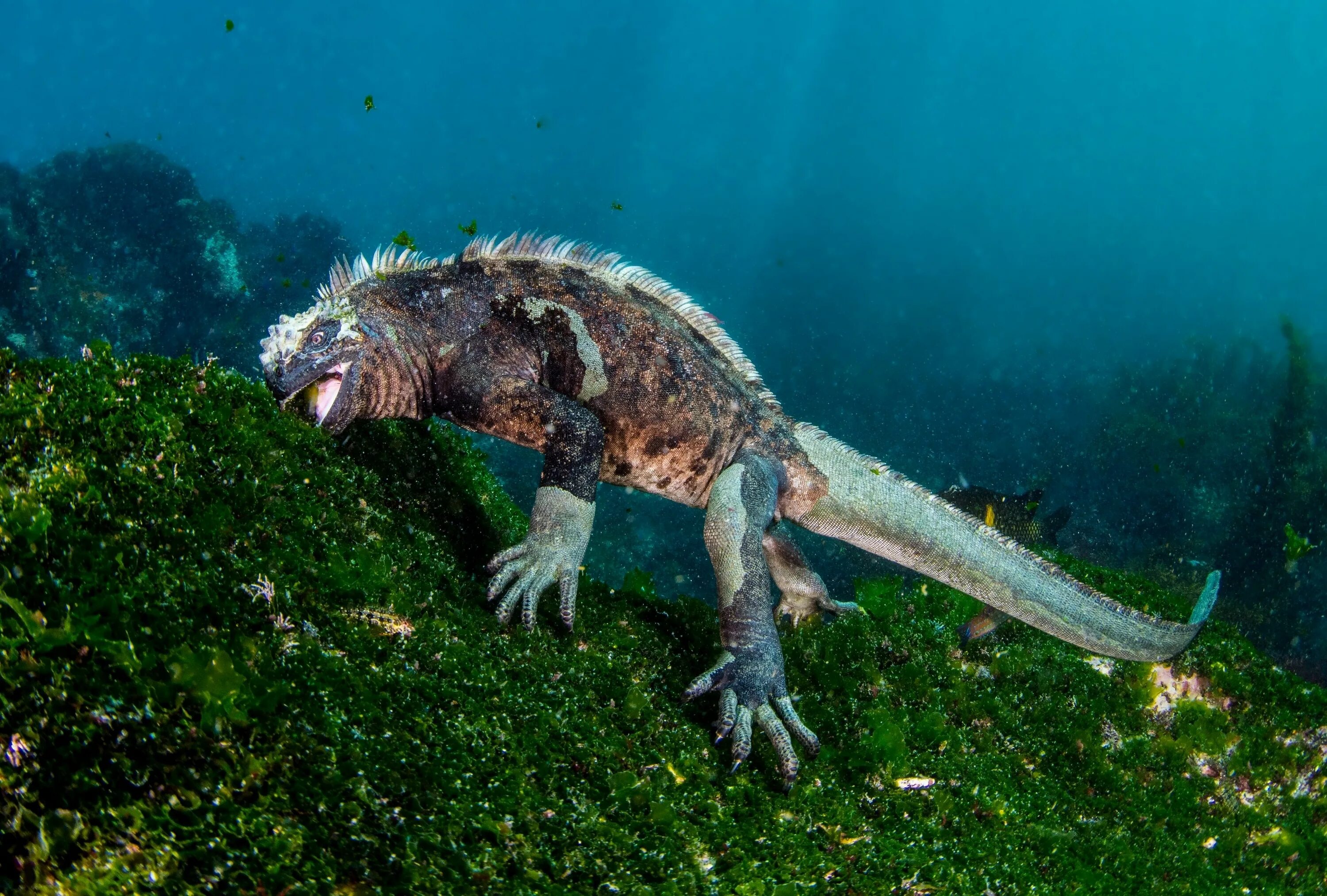 Плавающая ящерица. Морская игуана Галапагосские острова. Галапагосская морская ящерица. Галапагосские водные игуаны. Игуана Голополосов.