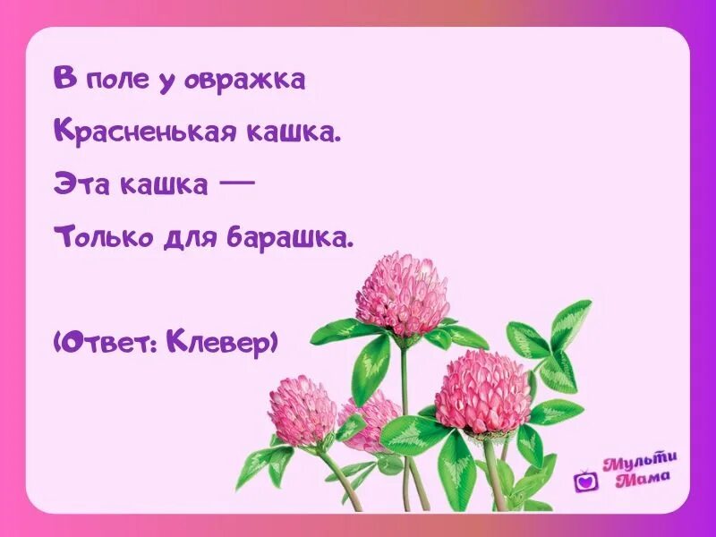 Загадка про Клевер для дошкольников. Загадки про цветы. Загадка про Клевер для детей. Загадка про Клевер.