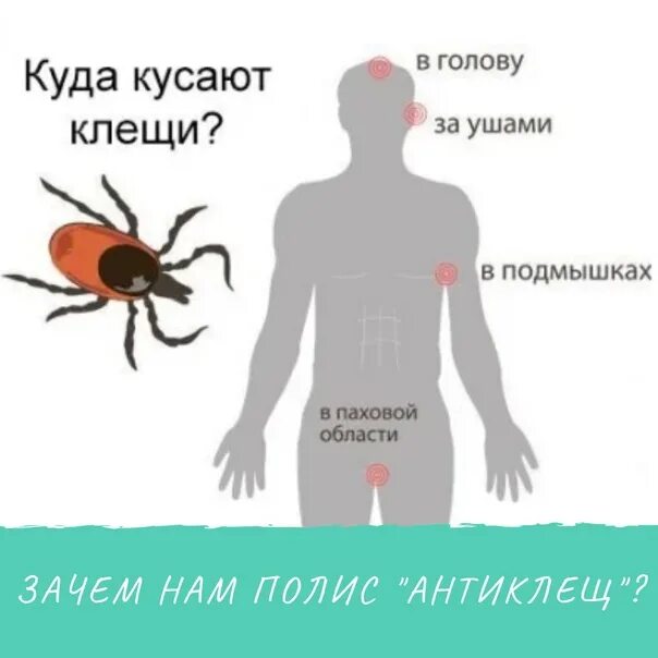 Клещ куда