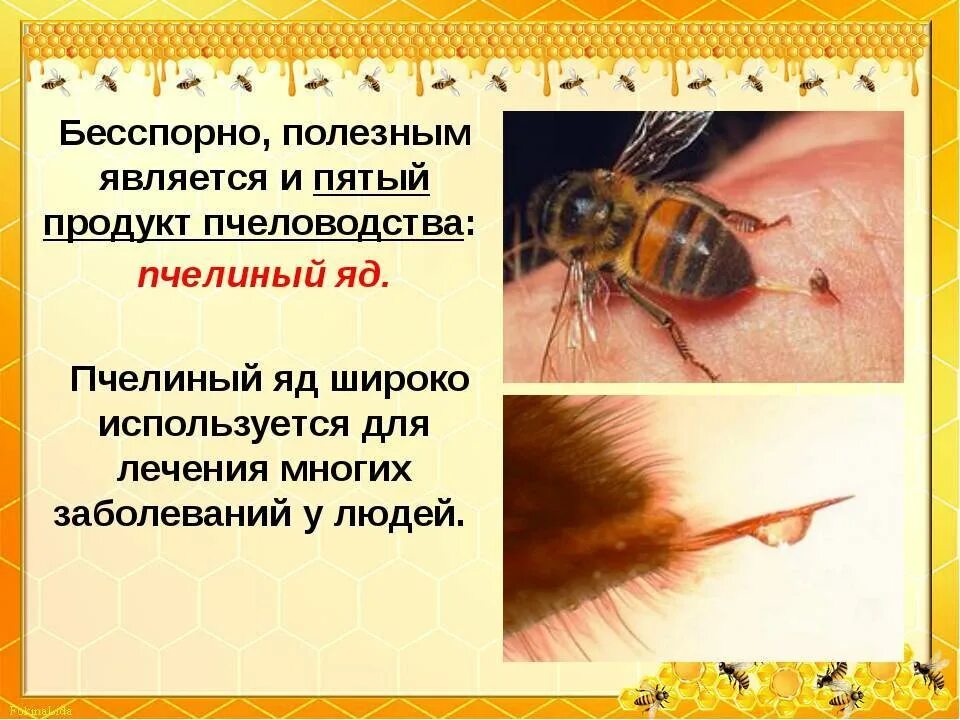 Почему пчелиный яд лекарство 2 класс. Пчелиный яд пчела. апитоксин яд пчелы. пчелиный яд пчеловодство. пчелиный яд является лекарством.