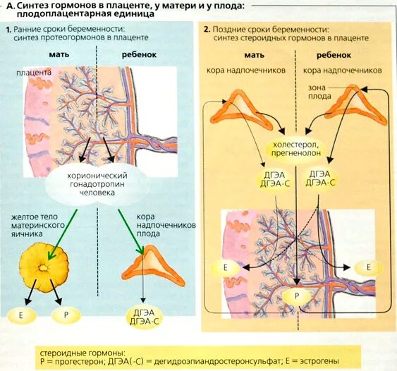 Гормоны после беременности. Прогестерон Синтез гормонов. Плацента синтезирует гормоны. Гормональная функция плаценты. Эндокринная функция плаценты.