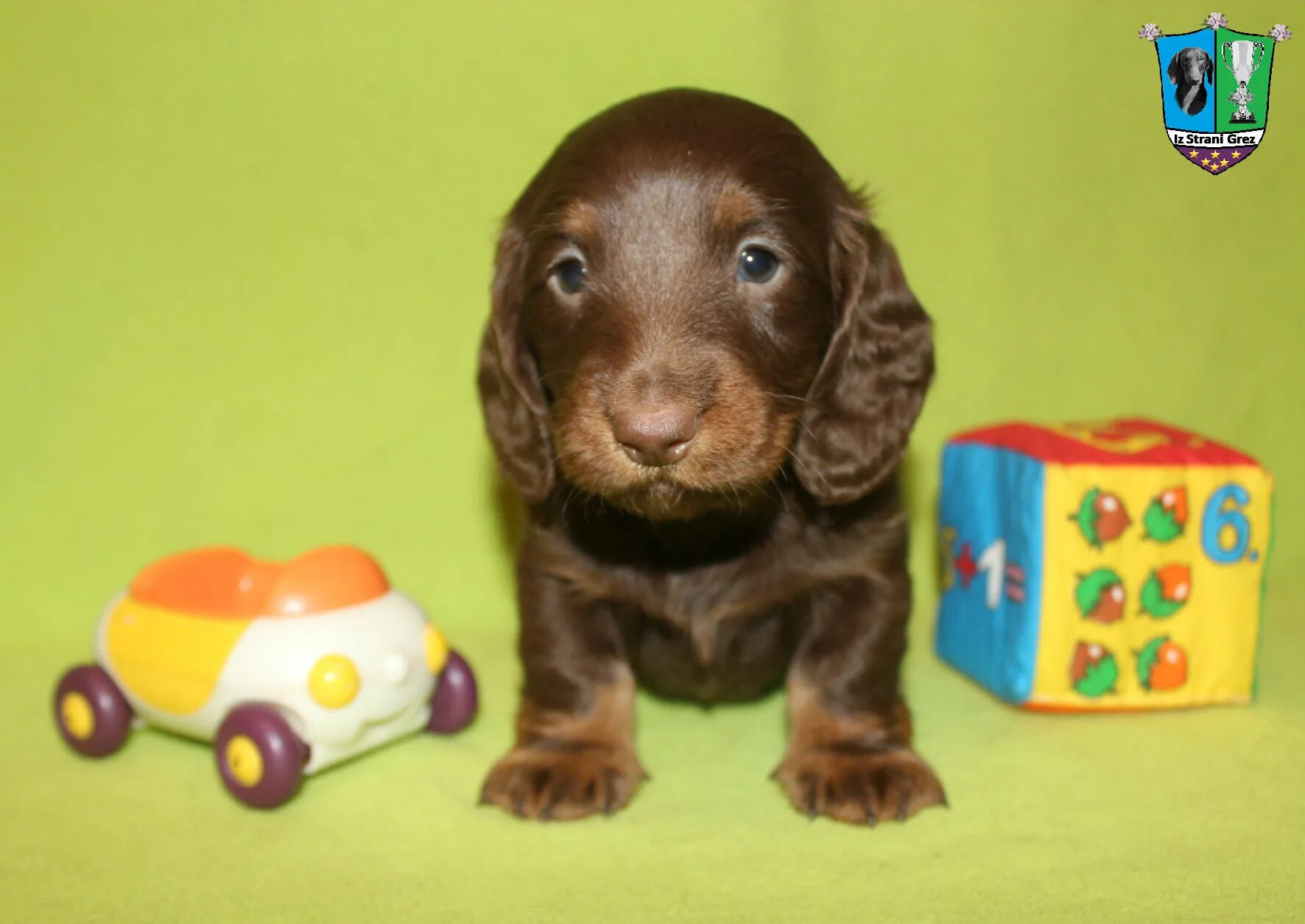 Maks grez. Maks grez. Maks grez. собака чао какао. Ciao cacao is stream grez.