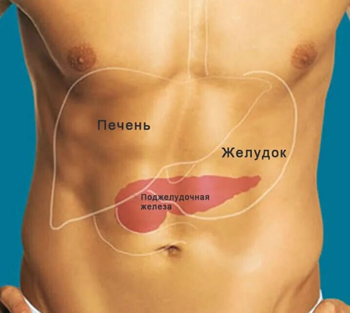 С какой стороны находится печень у мужчин. Анатомия поджелудочная железа расположение. Печень и поджелудочная железа анатомия расположение. Гл находится поджелудочная железа.