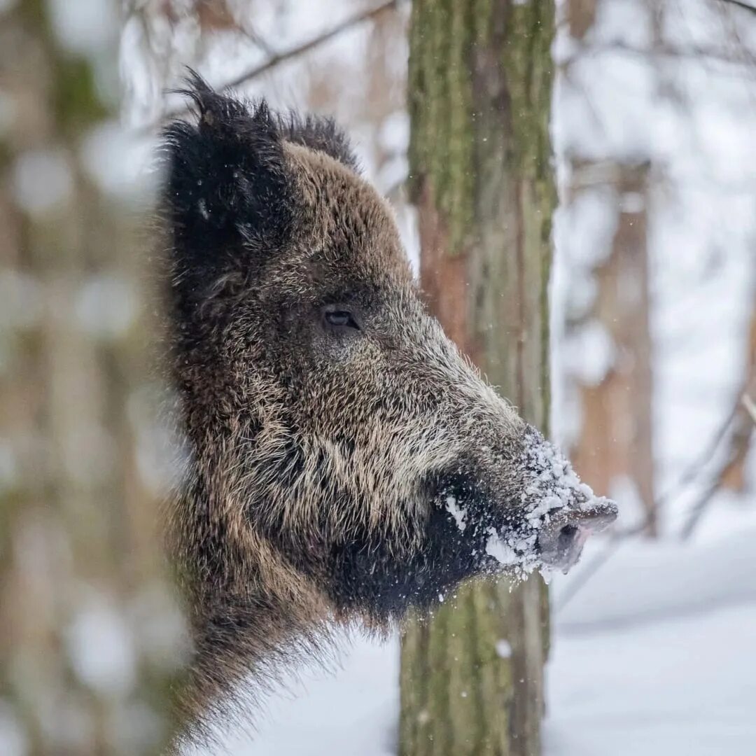Заповедник дикого кабана. Популяция кабанов в заповеднике каждый год увеличивается на 10. Дикий кабан астраханский заповедник. Популяция кабанов в заповеднике. Популяция диких кобанов.