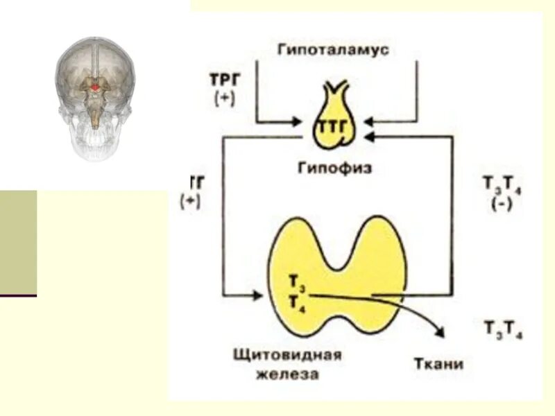 Схема действия гормонов щитовидной железы. Секреция гормонов щитовидной железы схема. Схема выработки гормонов щитовидной железы. Т3 и т4 гормоны щитовидной железы. Тиреотропный гормон гипофиза