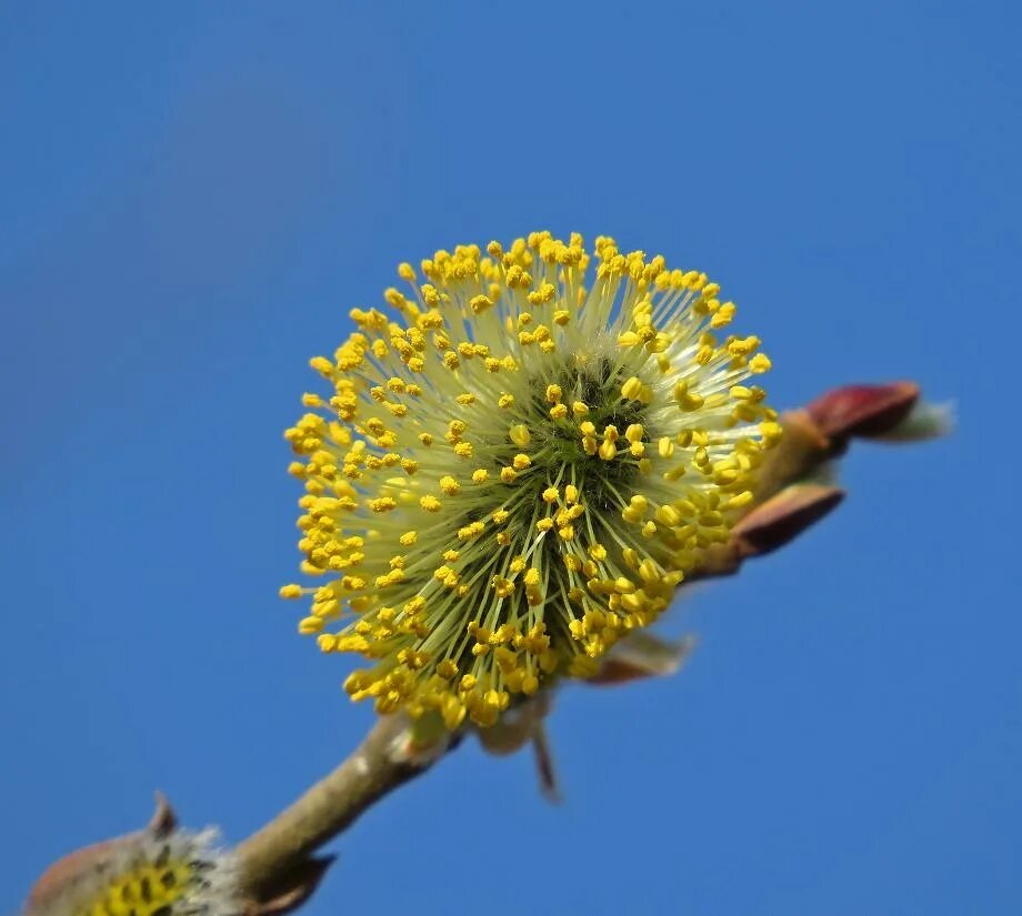 Цветущая ива и верба. Ива цветет. Ива цветет. Ива дерево цветение. Цветет ли ива.