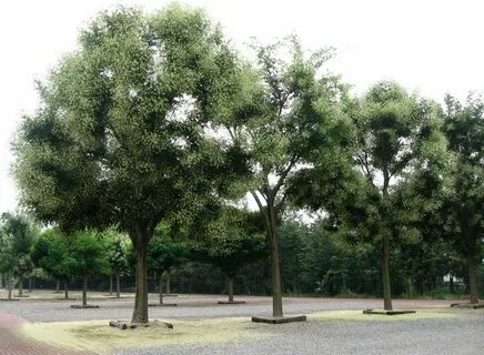 Row tree