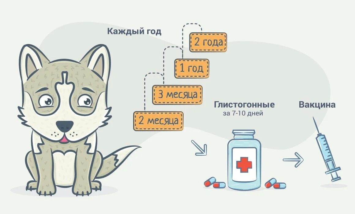 График вакцинации животных. Схема вакцинации животных. схема прививок для собак. схема вакцинации щенков. прививки для собак схема.