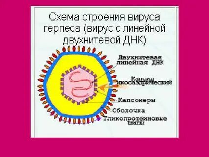Размеры и строение вируса