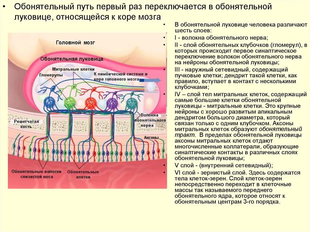 Обонятельный нерв анализатор. Обонятельная луковица анатомия слои. Проводящий путь обонятельного анализатора. Обонятельный анализатор Рецептор нерв.