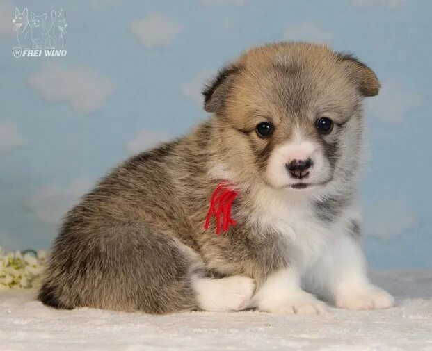 щенки 2023. колли щенок. щенки 2023. питомник ркф. щенки 2023.