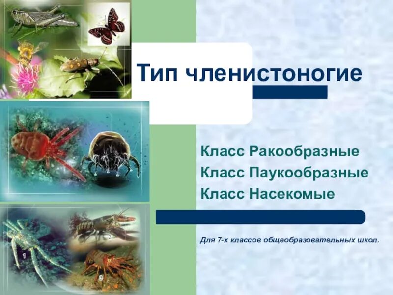 Покров ракообразных паукообразных насекомых. Таблица ракообразные паукообразные насекомые. Тип Членистоногие класс насекомые. Тип Членистоногие класс ракообразные. Тип Членистоногие класс паукообразные.