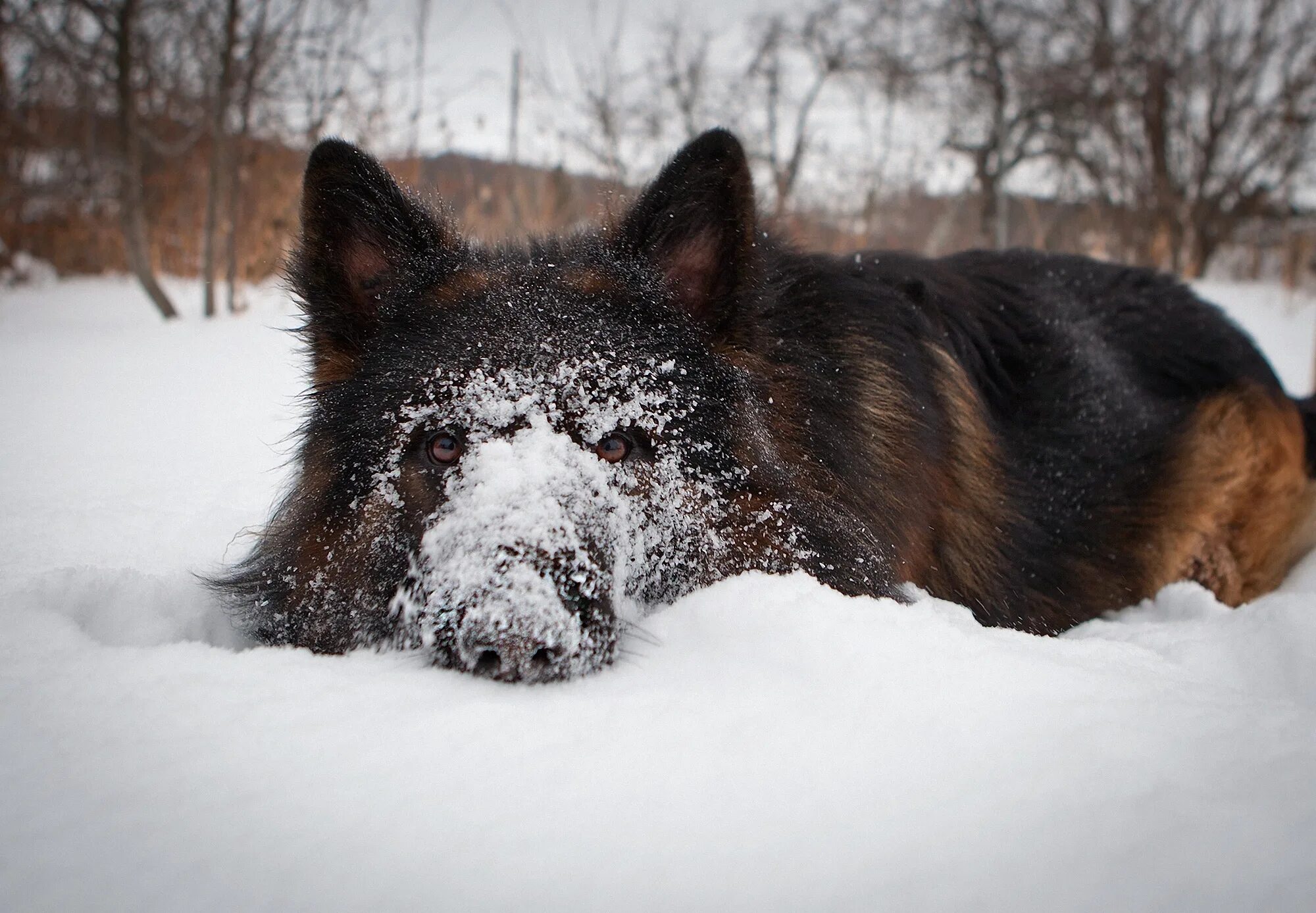 немецкая овчарка в снегу. мордой в снег. лиса в снегу. морда собаки в снегу. лиса мышкует.