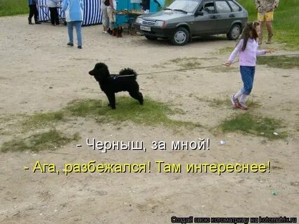 Смешная картинка собаки надписью