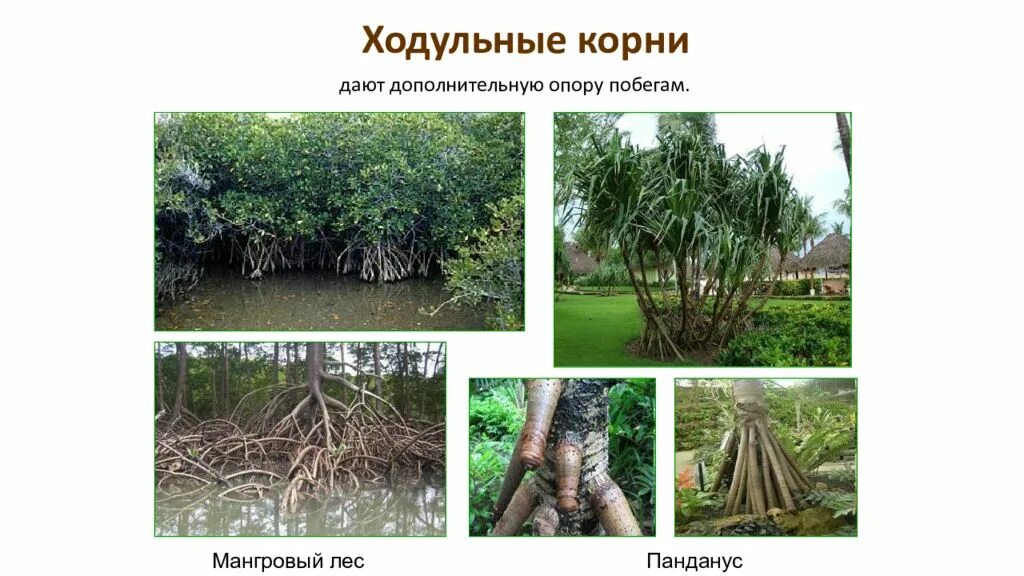 Панданус видоизменение корня. Ходульные корни пандануса. растения с ходульными корнями. видоизменения корней ходульные. ходульные корни видоизменения.