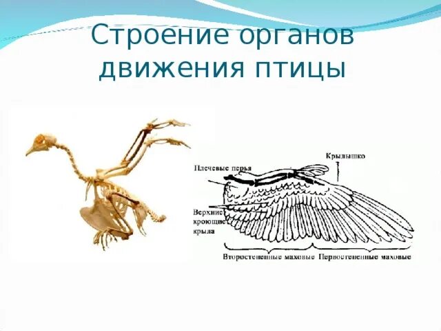 Органы передвижения птиц. Анатомия птиц. Строение птицы. Органы движения животных.