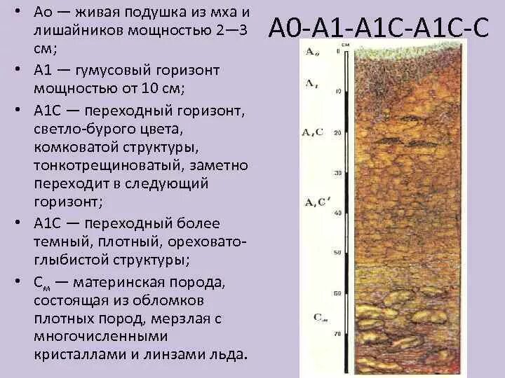 Почвенный профиль тундрово глеевой почвы. Гумусовый горизонт арктических почв. почвенный профиль арктических пустынь. тундрово-глеевые почвы профиль. гумусовый горизонт тундроглеевой почвы.