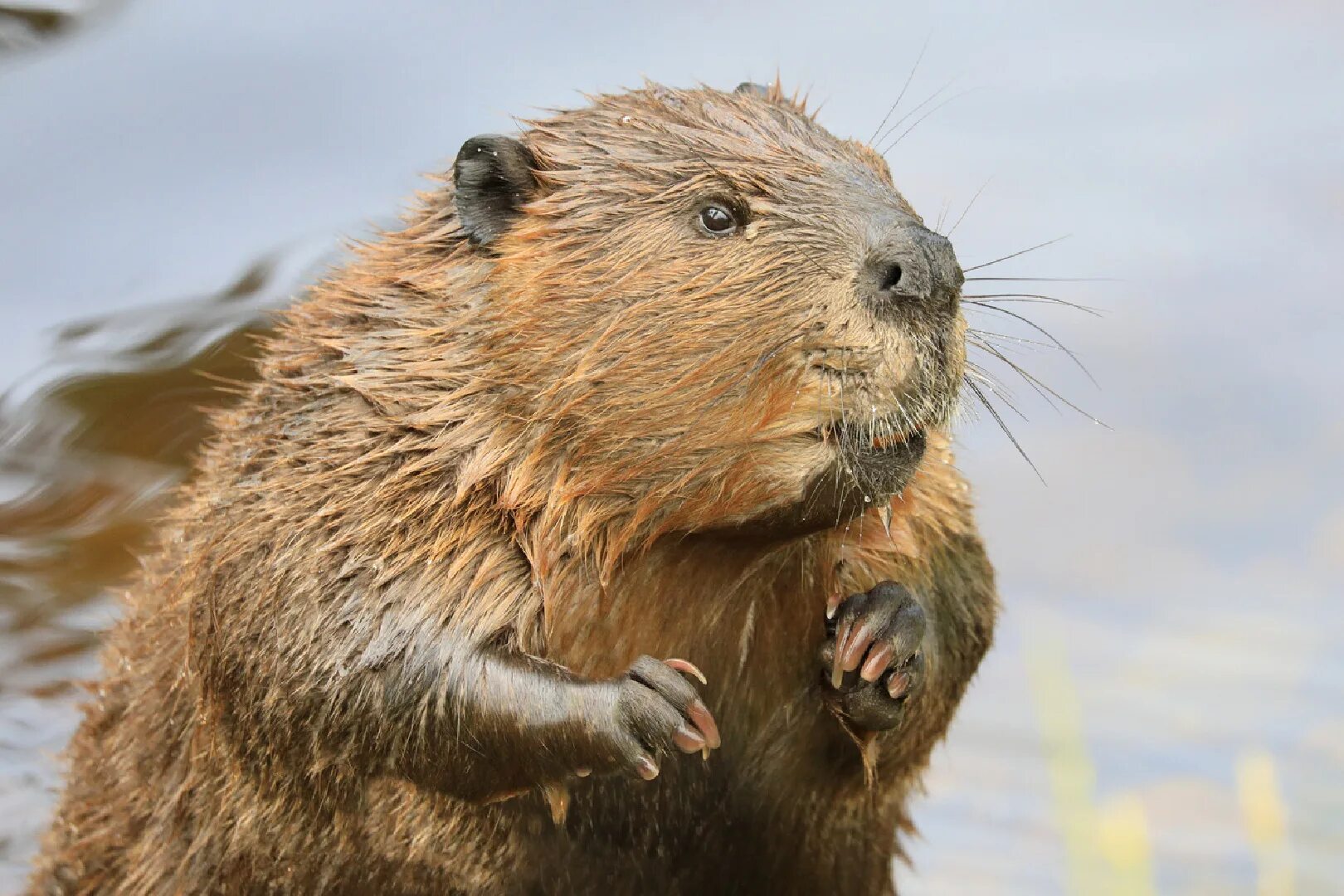 Канадский Бобр (Castor canadensis). Североамериканский Бобр. Американский бобер. Морда бобра. Лицо бобра