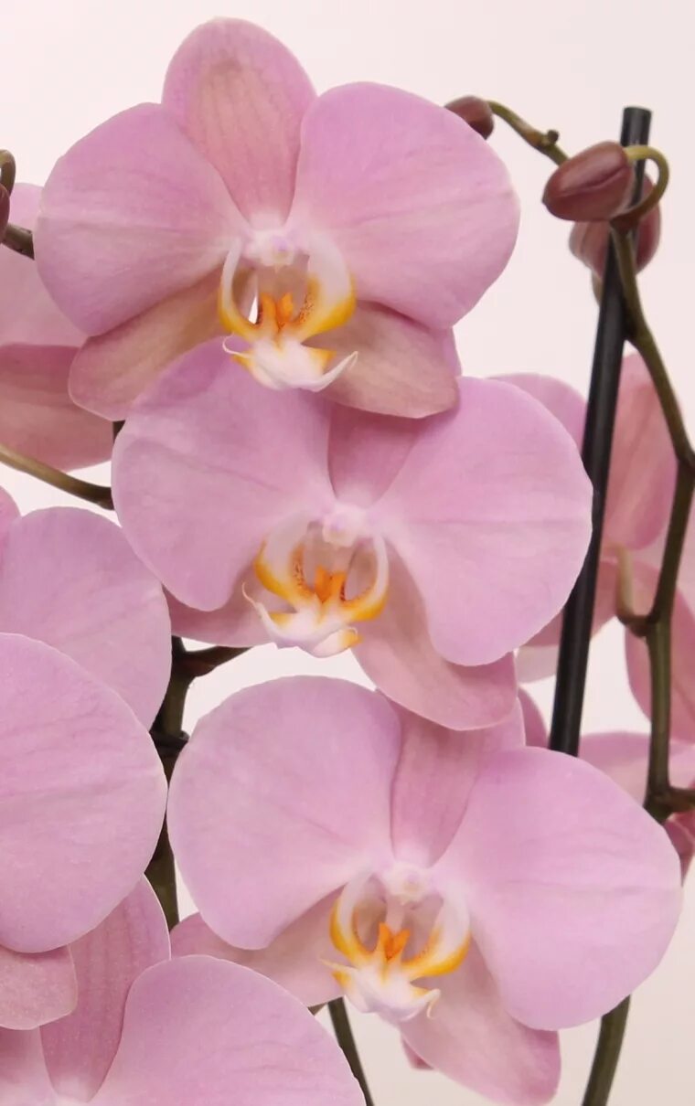 Phalaenopsis PH 196 Padova - Орхидеи