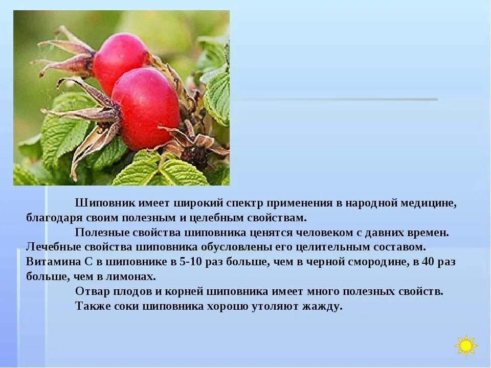 Шиповник содержание. Характеристика плода шиповника. шиповник описание. шиповник лекарственное растение. шиповник описание для детей.