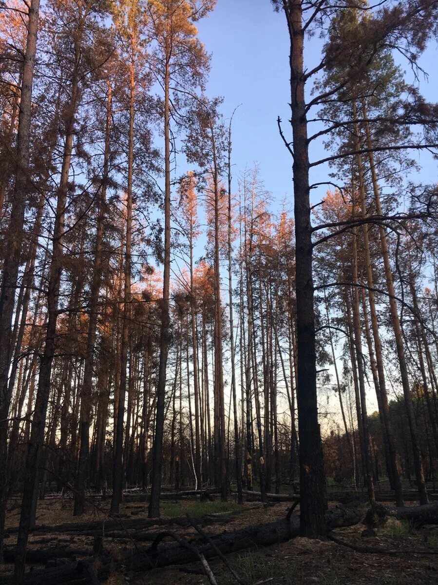 Почему рыжий лес. Рыжий лес в чернобыле. рыжий лес припять. зона отчуждения чернобыль рыжий лес. рыжий лес чернобыль 2025.