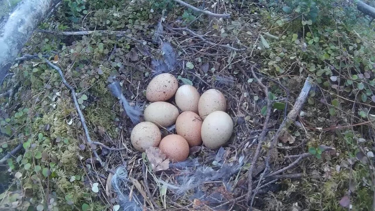 Какая сила двигала капалухой
