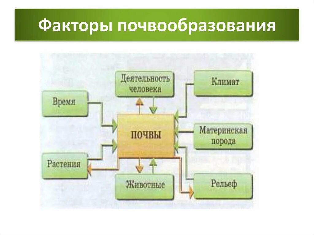 Почвообразующие факторы почвы