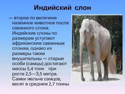 Характеристика слона