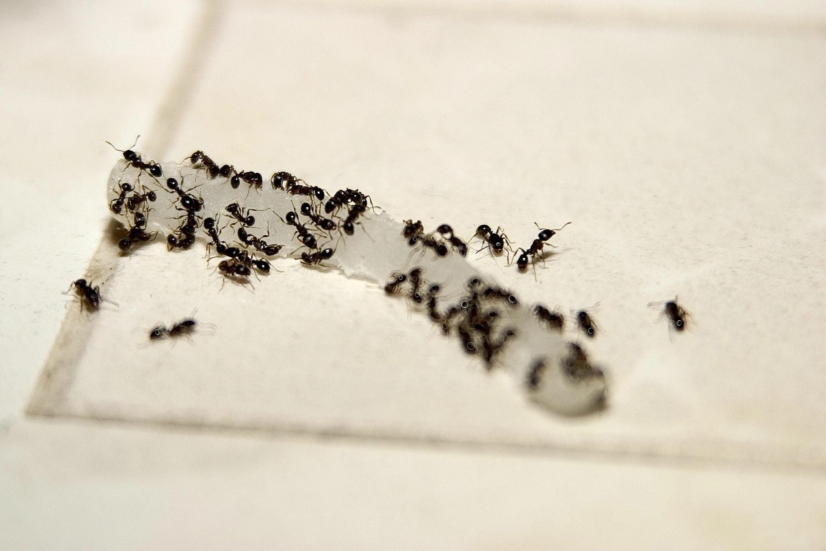 Черные муравьи появились. Домашние муравьи. Маленькие муравьи. Маленькие домашние муравьи. Муравьи в квартире.