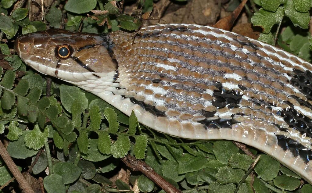 Snake walk